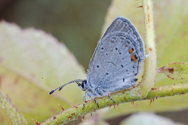 Росистым утром.
