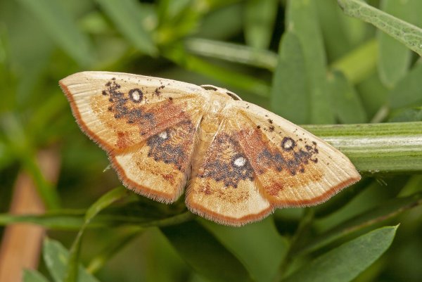 Пяденица Cyclophora albiocellaria (Hubner, 1789).