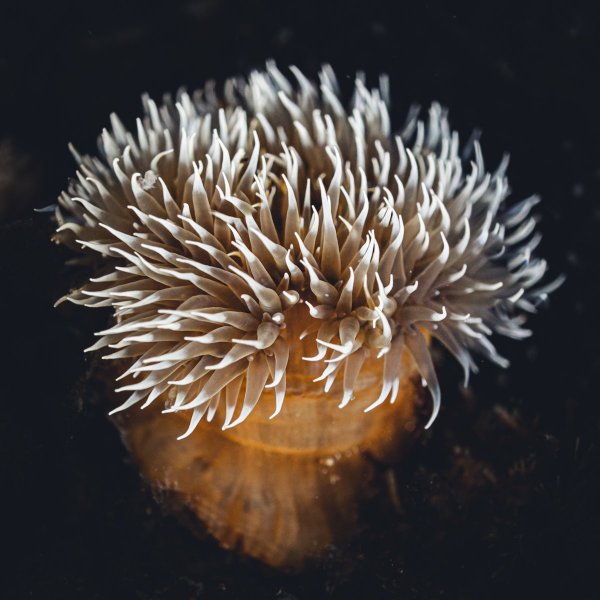 Морская гвоздика