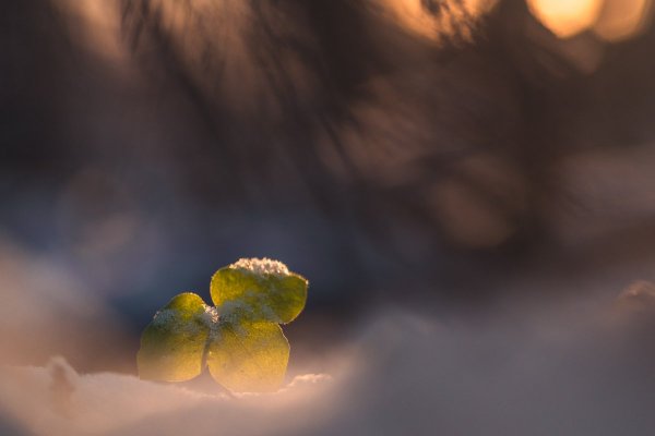 Печеночница