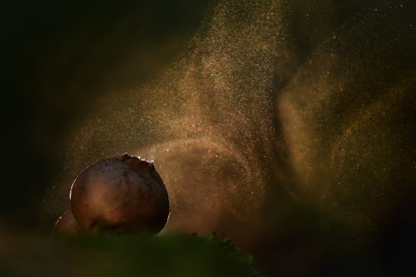 Plants and mushrooms