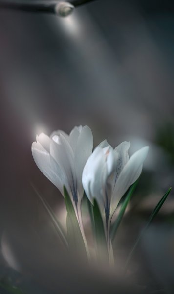 Plants and mushrooms