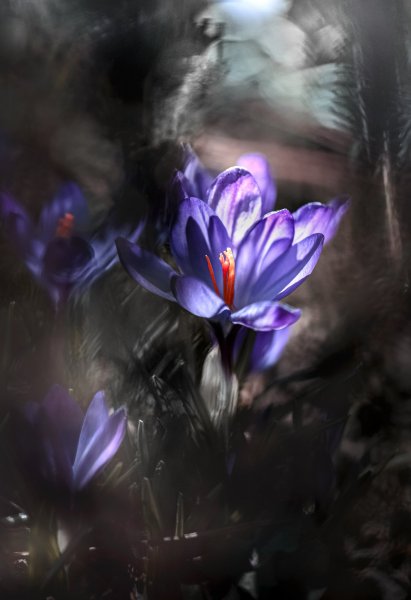 Plants and mushrooms