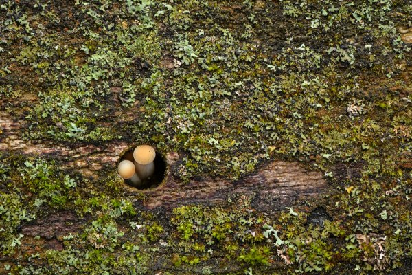 Plants and mushrooms