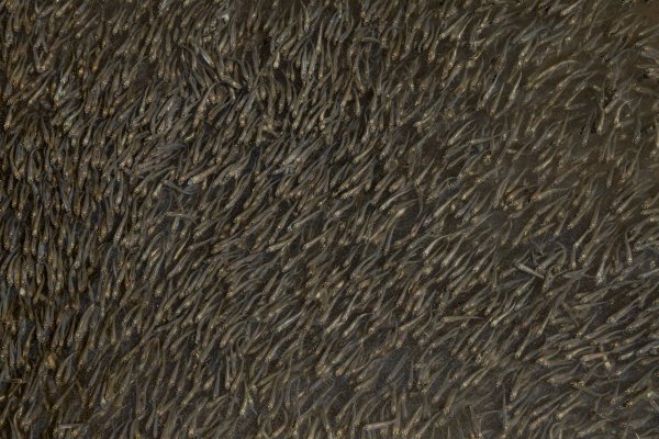 Живая текстура