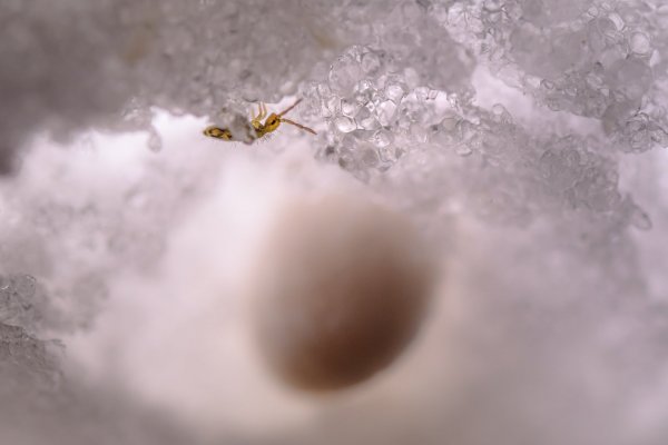 Мир, напоминающий снег