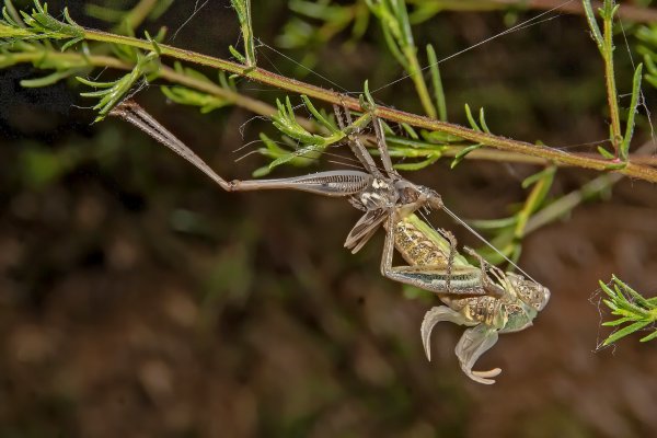 Осталось усы вытащить.