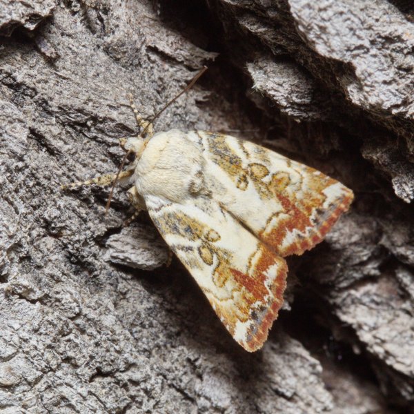 Совка Dimorphicosmia variegata (Oberthur, 1879).