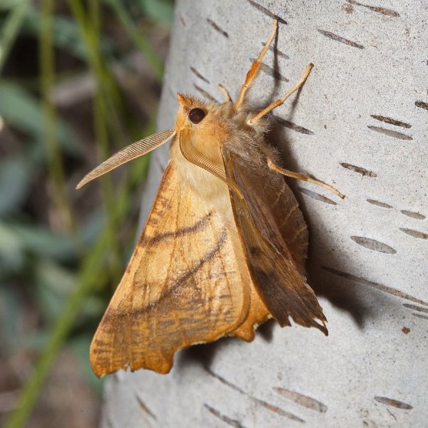 Пяденица Ennomos fuscantaria (Haworth, 1809).