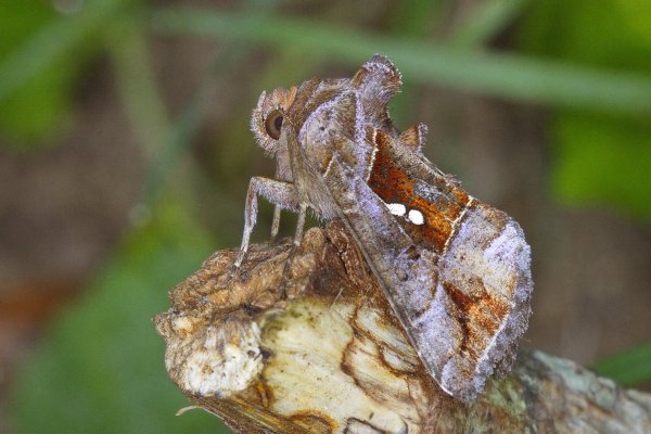 Совка-металловидка Erythroplusia rutilifrons (Walker, 1858)