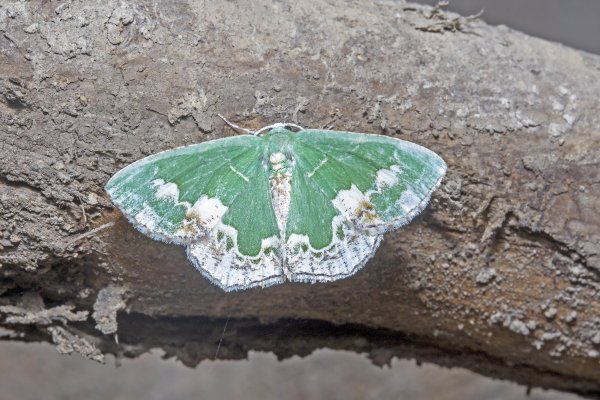 Пяденица Eucyclodes difficta (Walker, 1861).