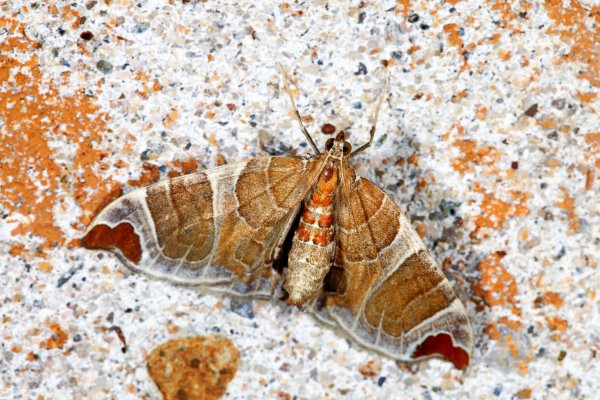 Пяденица Eulithis ledereri (Bremer, 1864)