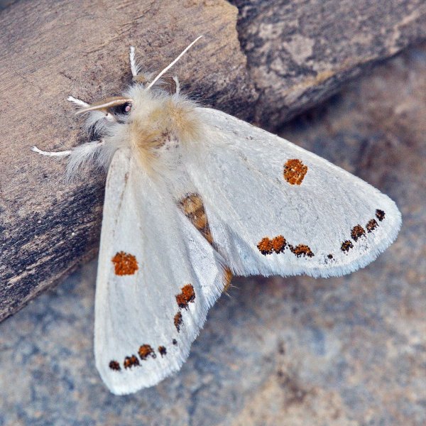 Туркестанская златогузка - Euproctis karghalica (Moore, 1878).