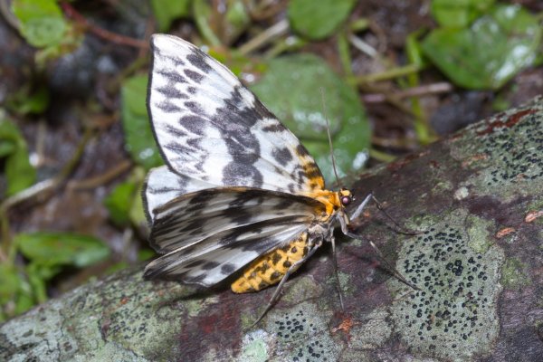 Пяденица Gandaritis agnes (Butler, 1878).