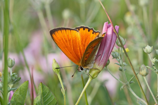 Червонец огненный - Heodes virgaureae (Linnaeus, 1758).