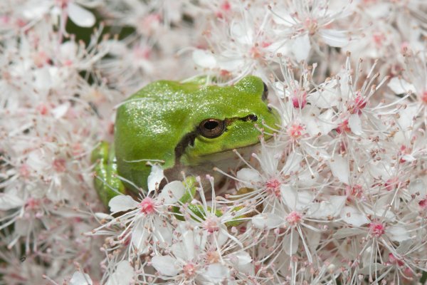 Подлетайте, букашки!  Вот цветочки для вас.