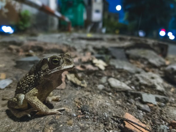 Чернорубцовая жаба