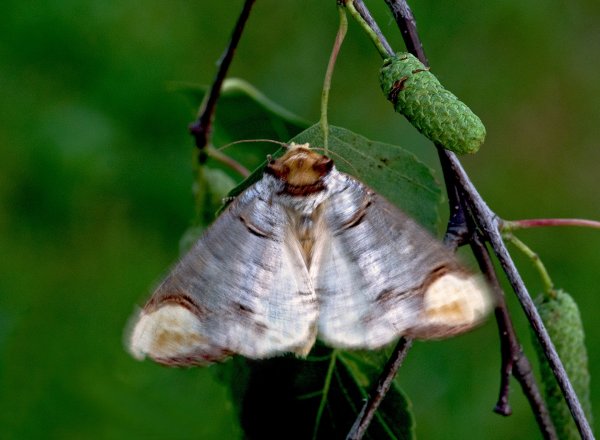 Хохлатка бычьеголовая  (на прогреве, вот-вот взлетит)