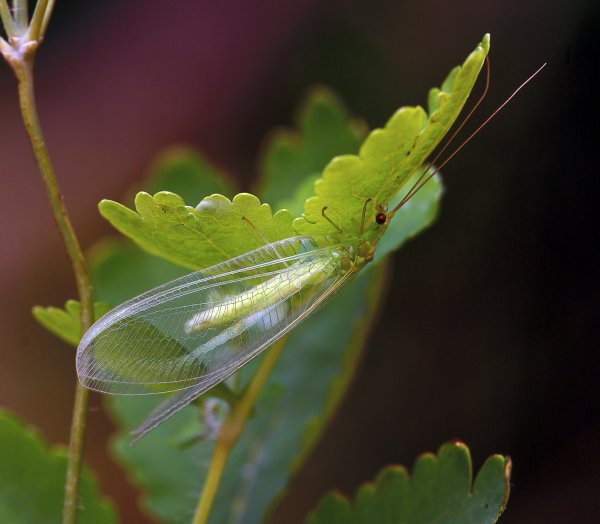 Chrysopidae Schneider, 1851  (Златоглазка)