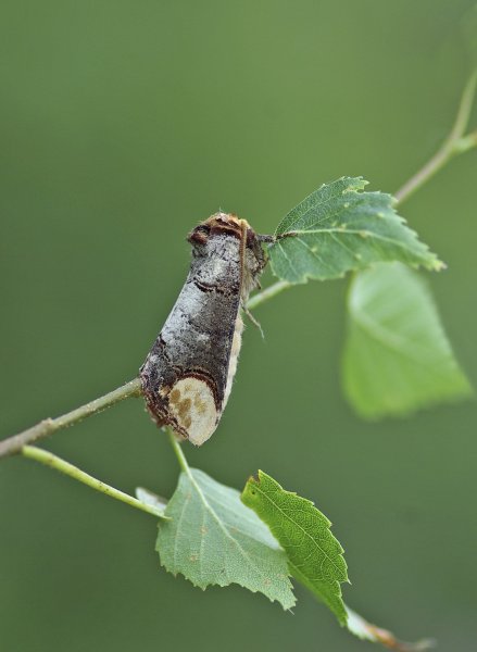 Phalera bucephala (Хохлатка бычьеголовая, лунка серебристая)