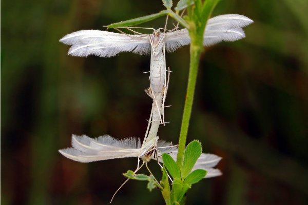 IMG_0209-1 Грешные ангелы. Насколько мне известно ангелам такие акробатические упражнения не рекомендуются
