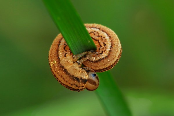 IMG_0218-1 Ложногусеница розанного пилильщика копия