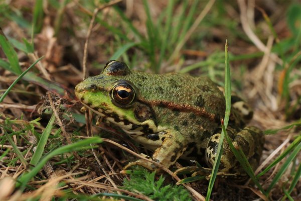 IMG_0365-1  Спецназ в камуфляже