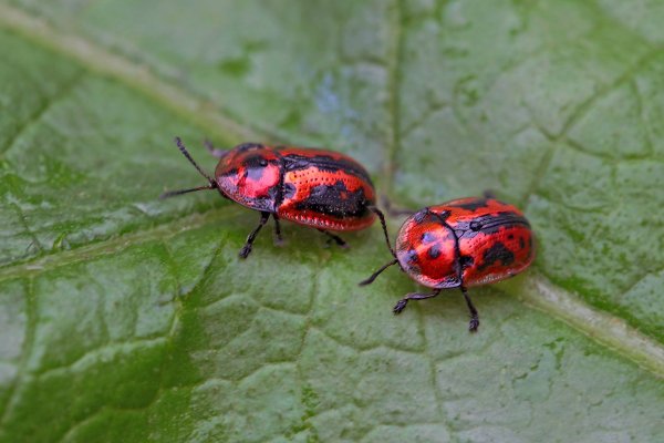 IMG_0416-1 Гонки жуков-щитоносок по пересеченной местности