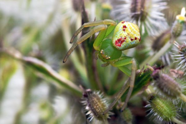 IMG_0488  Еще один специалист по маскировке на местности