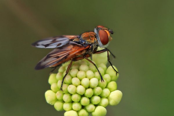 IMG_0545-1 Красотка небритая