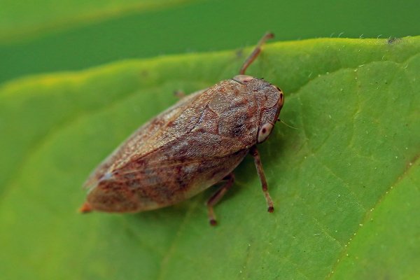 IMG_0555-1 цикада пенница слюнявая