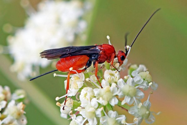 IMG_0628 наездники бракониды-