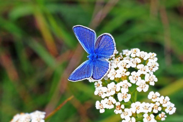 IMG_0638 Голубая, голубая! Не бывает голубей!