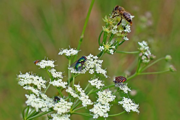 IMG_0701-1 До чего-же вкусний куст нам достался!