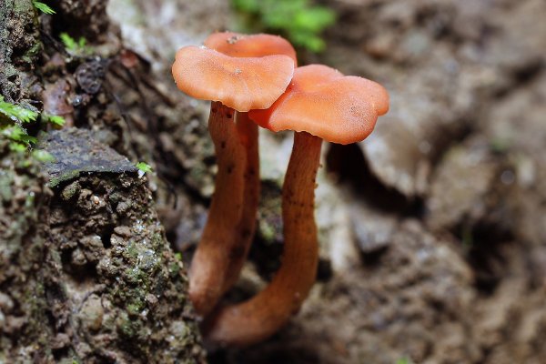 IMG_0717-1 Гигроцибе киноварно-красная (hygrocybe miniata)