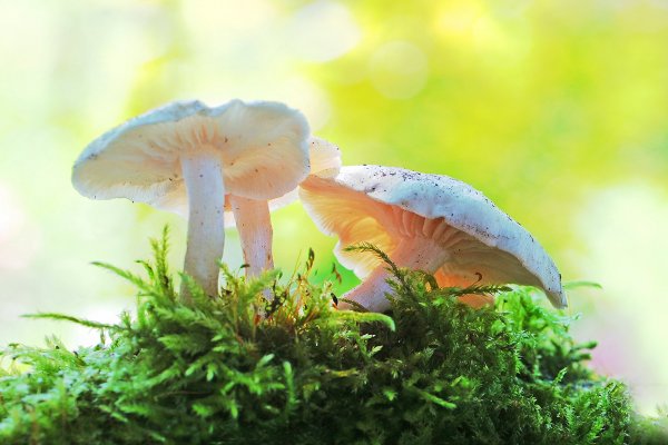 IMG_0759-1  Солнечные грибы!