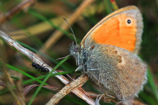 IMG_0791 -1 Мелкий! Кыш с дороги!