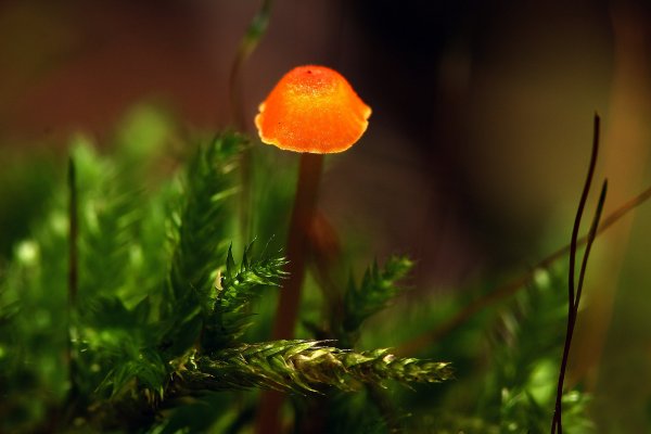 IMG_0795-1 Аленький грибочек