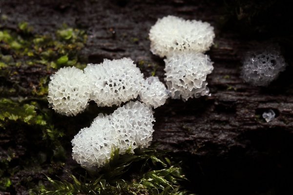 IMG_0802  Ceratiomyxa fruticulosa копия