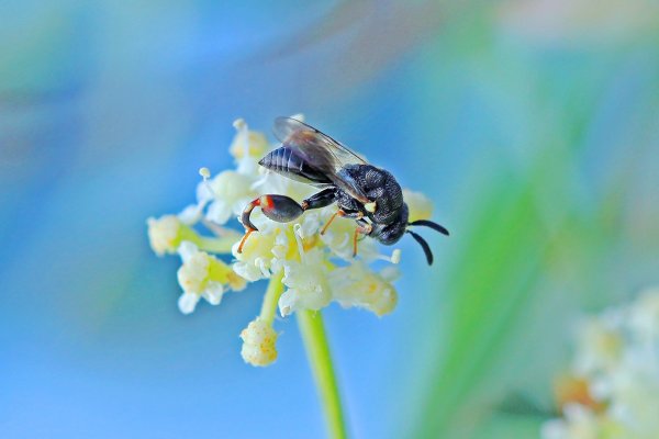 IMG_0803 Толстоножка brachymeria obtusata