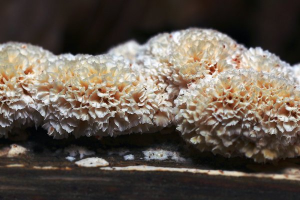 IMG_1148-1 Ежовик коралловидный