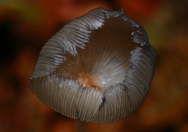 IMG_1155-1 копия  Навозник обыкновенный (Coprinopsis cinerea)
