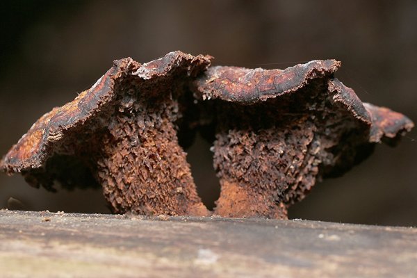 IMG_1159 Дети Железного Дровосека