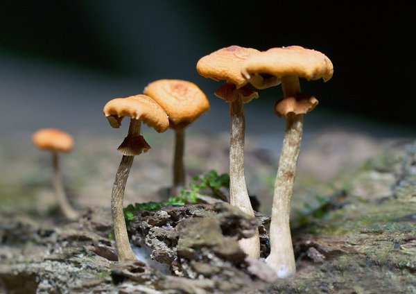 IMG_1166-1 Длинноногие девченки в миниюбках