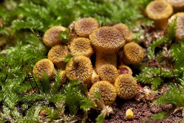 IMG_1204  опёнок осенний armillaria mellea