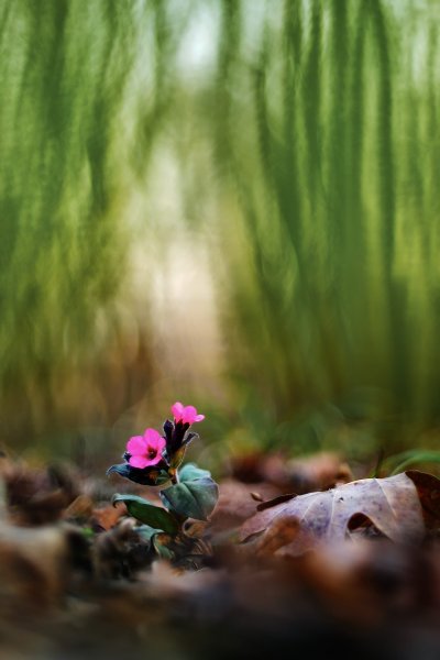 Plants and mushrooms