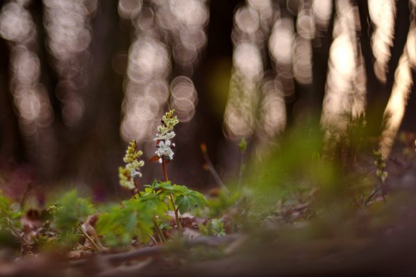 Весна в хащах