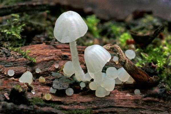 IMG_1731-1   Фарфоровые грибочки