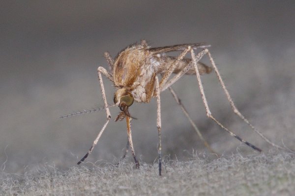 Все равно достану!