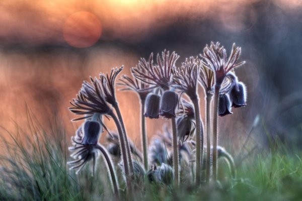 Plants and mushrooms